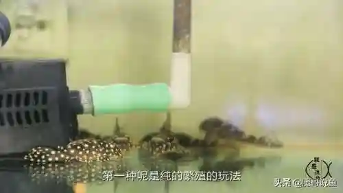 异形皇后搭配什么阵容最好(异次元公主最强阵容)插图6