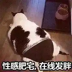 网上特别火的那个猫表情包(猫咪摇头表情包动图)插图15 网上特别火的那个猫表情包(猫咪摇头表情包动图)插图15
