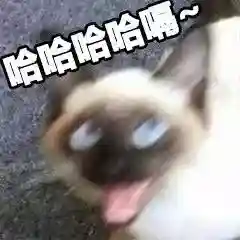 网上特别火的那个猫表情包(猫咪摇头表情包动图)插图18 网上特别火的那个猫表情包(猫咪摇头表情包动图)插图18