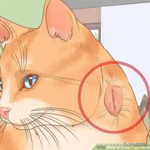 猫咪打架厉害的阵容搭配(一刀传世打架厉害的职业搭配)插图16