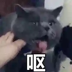 网上特别火的那个猫表情包(猫咪摇头表情包动图)插图38 网上特别火的那个猫表情包(猫咪摇头表情包动图)插图38