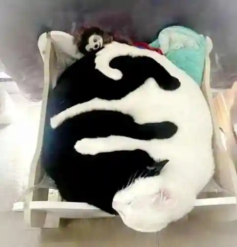 猜图片带答案大全(看图猜成语扫一扫图)插图1