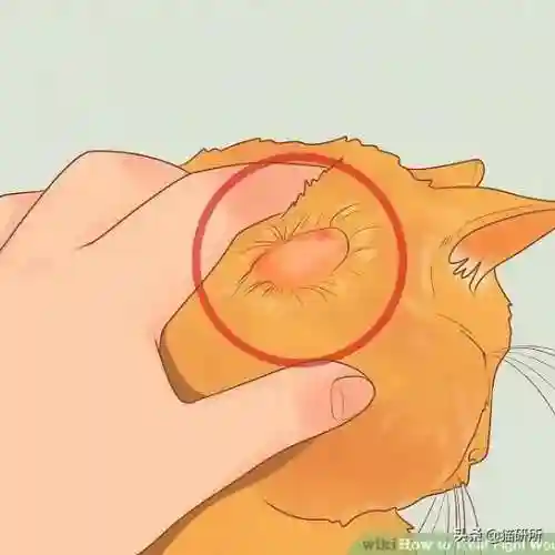 猫咪打架厉害的阵容搭配(一刀传世打架厉害的职业搭配)插图17