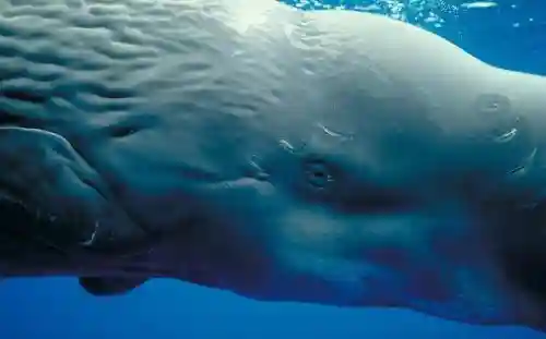 深海100000米以下生物(海底一万米以下有什么生物)插图1