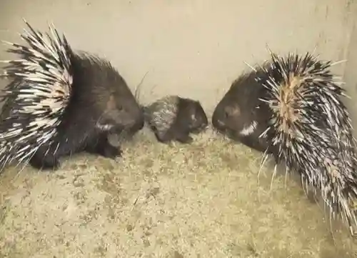 动物之战豪猪最强阵容搭配(动物大联盟伤害最高搭配)插图2