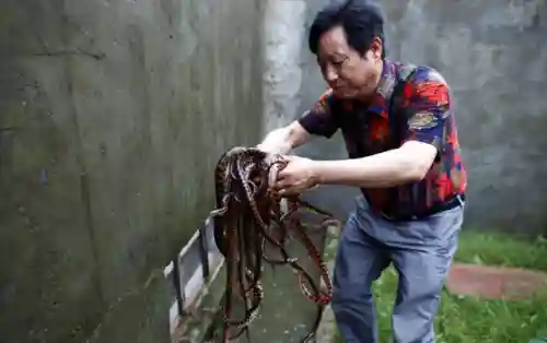 中国第一蛇王(中国最漂亮的毒蛇)插图2
