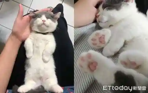 逗猫神器推荐阵容搭配最新(猫三国平民最强阵容)插图3