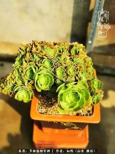 养娃阵容法师怎么搭配技能(传奇法师招什么宝宝最厉害)插图8