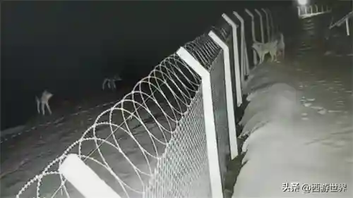 狼群入侵最强阵容搭配攻略(部落冲突黑夜4本最强阵型高清图)插图1