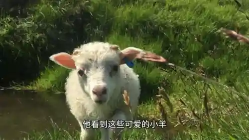 三只小羊回家3(送小羊回家游戏手机版)