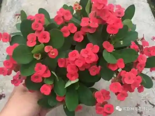 欢乐大作战虎刺搭配阵容(斗罗大陆老虎阵容搭配)插图1