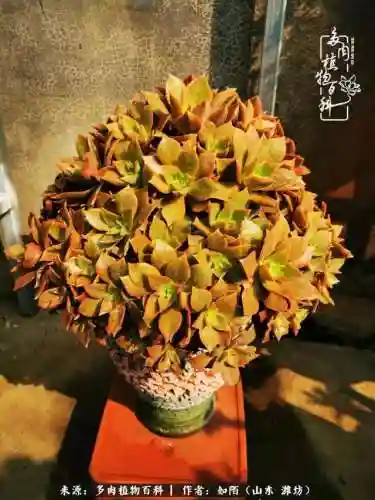 养娃阵容法师怎么搭配技能(传奇法师招什么宝宝最厉害)插图25