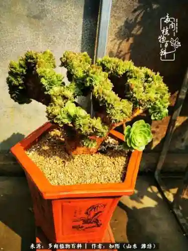 养娃阵容法师怎么搭配技能(传奇法师招什么宝宝最厉害)插图17