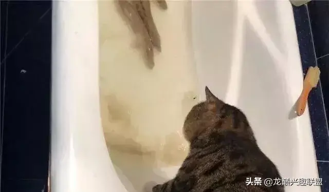 动物之战养鱼推荐阵容搭配(动物大联盟伤害最高搭配)插图13