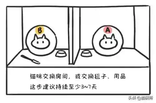 猫咪打架厉害的阵容搭配(一刀传世打架厉害的职业搭配)插图8