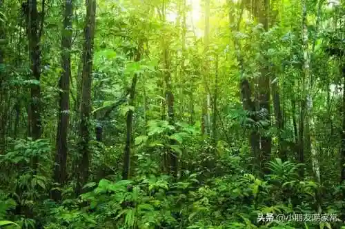 无尽禁林阵容搭配攻略(无尽守护最强阵容推荐)插图5