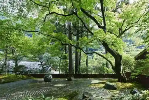 5阶植物最强阵容搭配(十个最不值得升五阶的植物)插图1