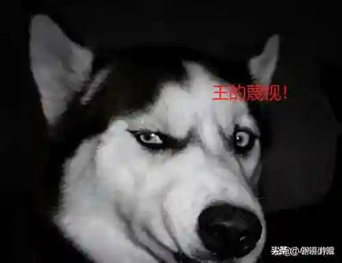 对决模式德牧阵容搭配图(对决模式牧师卡组最新)插图1