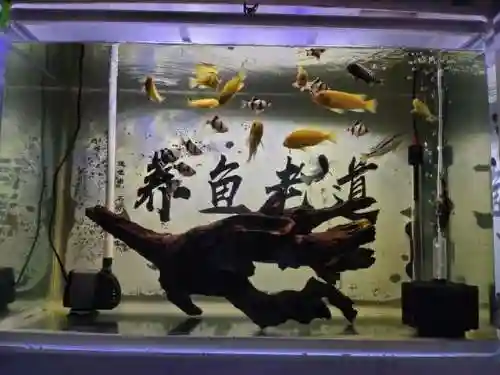 迷你妖姬阵容搭配推荐最新(萌神战姬最强阵容搭配)插图2