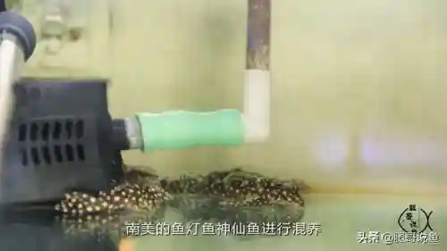 异形皇后搭配什么阵容最好(异次元公主最强阵容)插图8