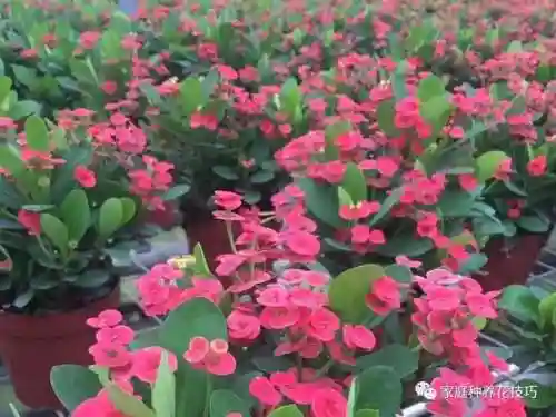 欢乐大作战虎刺搭配阵容(斗罗大陆老虎阵容搭配)