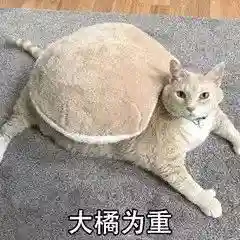 网上特别火的那个猫表情包(猫咪摇头表情包动图)插图5 网上特别火的那个猫表情包(猫咪摇头表情包动图)插图5