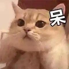 网上特别火的那个猫表情包(猫咪摇头表情包动图)插图29 网上特别火的那个猫表情包(猫咪摇头表情包动图)插图29