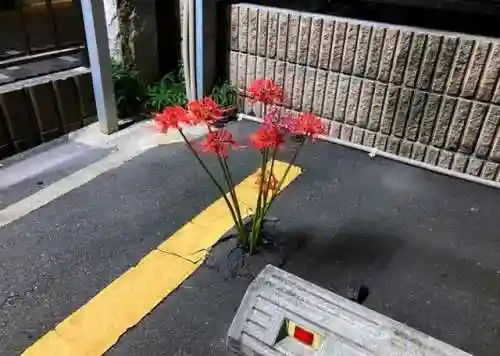 彼岸花图片动漫图片(彼岸花拟人头像女生)