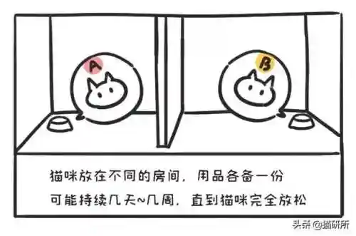 猫咪打架厉害的阵容搭配(一刀传世打架厉害的职业搭配)插图6