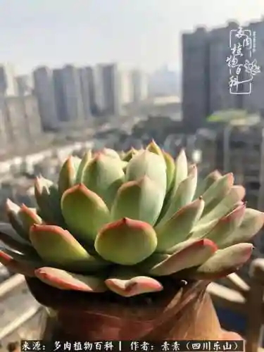 法师加养娃阵容搭配(22级法师招什么宝宝)插图26