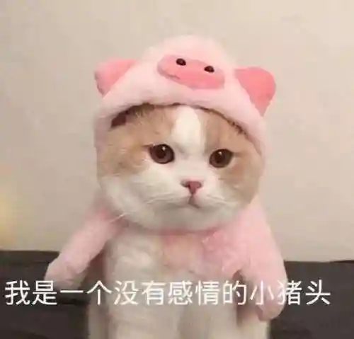 王者猎奇阵容搭配推荐女生(王者荣耀5排套路阵容推荐)插图1