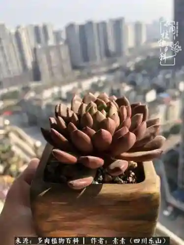 法师加养娃阵容搭配(22级法师招什么宝宝)插图25