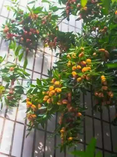 梦幻手游果木搭配什么阵容(梦幻手游五开阵容推荐)插图5