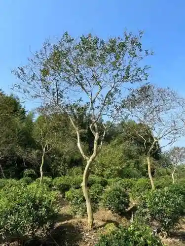 5阶植物最强阵容搭配(十个最不值得升五阶的植物)插图10