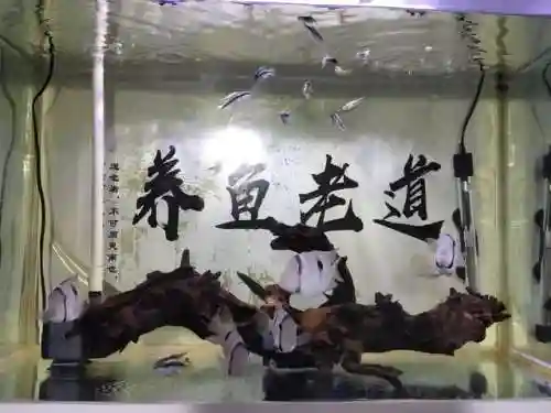 迷你妖姬阵容搭配推荐最新(萌神战姬最强阵容搭配)插图4