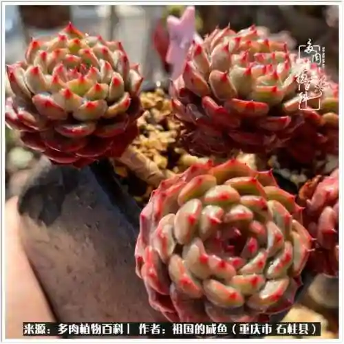咸鱼推土阵容搭配图片高清(咸鱼之王2000以内推图阵容)插图10