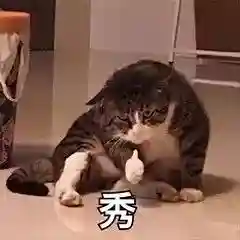 网上特别火的那个猫表情包(猫咪摇头表情包动图)插图25 网上特别火的那个猫表情包(猫咪摇头表情包动图)插图25