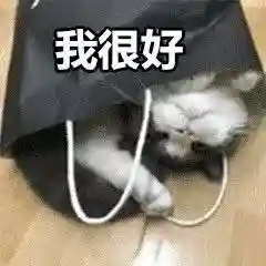 网上特别火的那个猫表情包(猫咪摇头表情包动图)插图32 网上特别火的那个猫表情包(猫咪摇头表情包动图)插图32