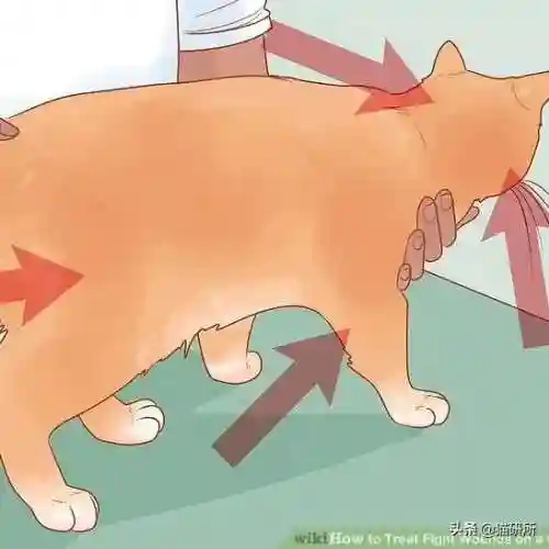猫咪打架厉害的阵容搭配(一刀传世打架厉害的职业搭配)插图19