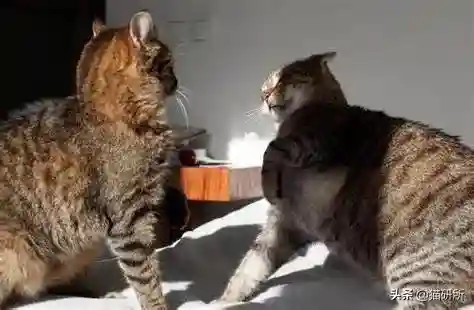 猫咪打架厉害的阵容搭配(一刀传世打架厉害的职业搭配)