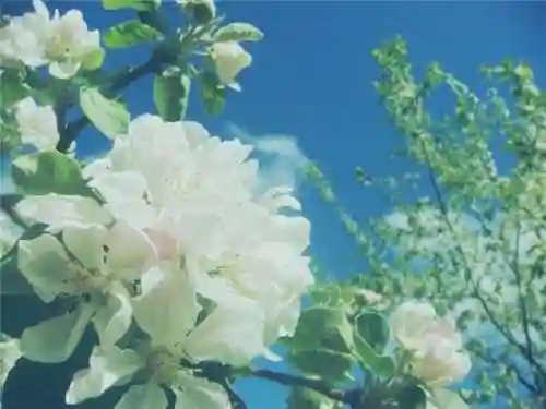 柠檬的功效与作用(柠檬的营养价值)插图2