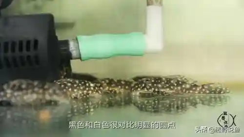 异形皇后搭配什么阵容最好(异次元公主最强阵容)插图4