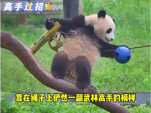 萌宠之争阵容搭配图鉴(萌宠大作战平民推荐阵容和技能)插图1