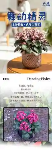 舞动精灵阵容搭配图片大全(热血精灵派最强阵容)