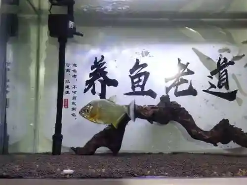 迷你妖姬阵容搭配推荐最新(萌神战姬最强阵容搭配)插图7