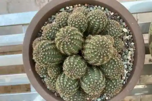 搭配火焰球球的阵容(火拳球球如何搭配很厉害)插图1