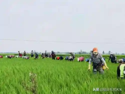 拔草大军的最强阵容搭配(银河英雄传义军阵容最后一关怎么打)插图4