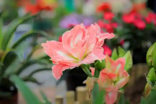 原生花4最强阵容搭配(迪奥娜阵容搭配平民)插图47