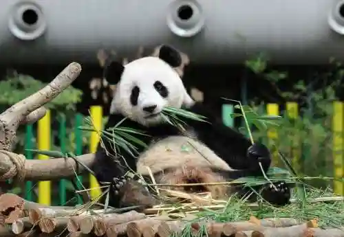 熊猫把哪个国家吃穷了(大熊猫其他国家有吗)插图9