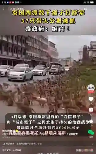 部落冲突猴子阵容搭配攻略(部落冲突最强阵型图片)插图1